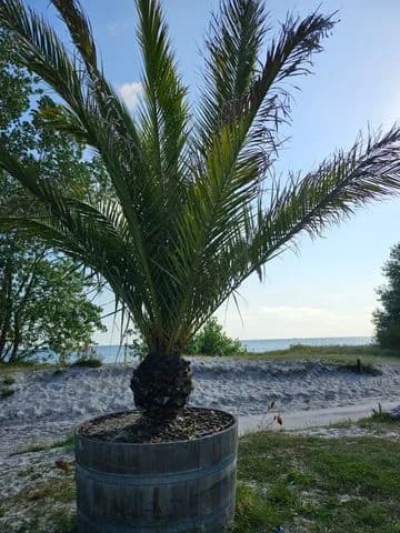 Upptäck Trelleborg Strand (Dalabadets Camping) – din kompletta ställplats vid havet i Trelleborg. Njut av strand, resort-faciliteter & närhet till city. Boka nu!